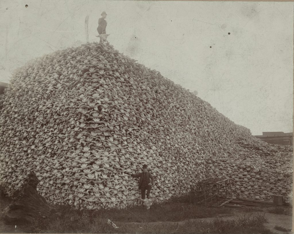 Two men pose with large pile of bison skulls, grassy field and crate in foreground.