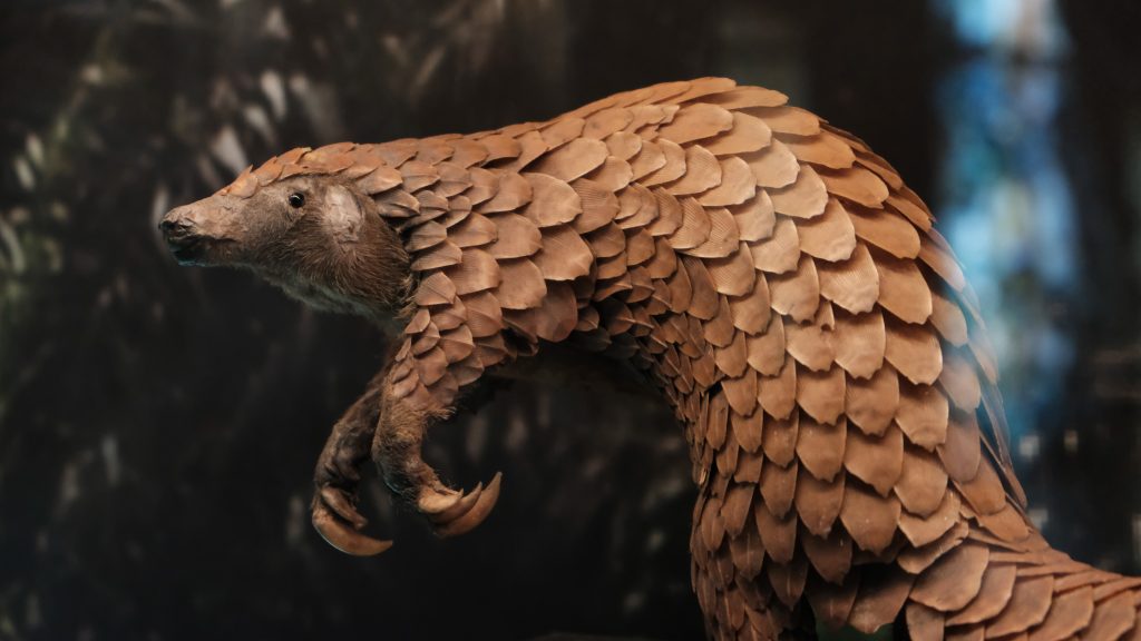 A pangolin.