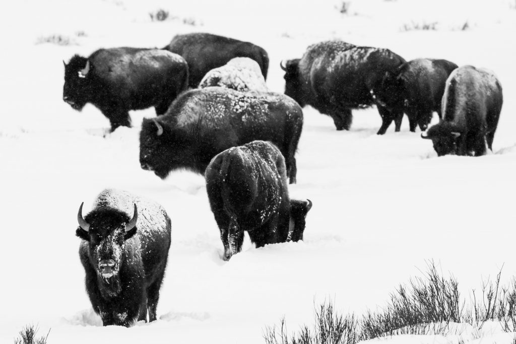 Black and white image of nine bison grazing in snowy pasture.